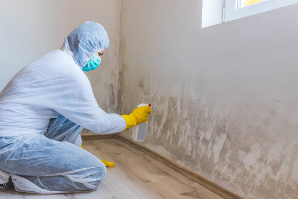 Licensed Basement Mold Removal service in Glen Ridge, NJ - WQB Mold Removal
