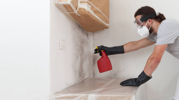 Professional Basement Mold Removal technician working in Glen Ridge, NJ